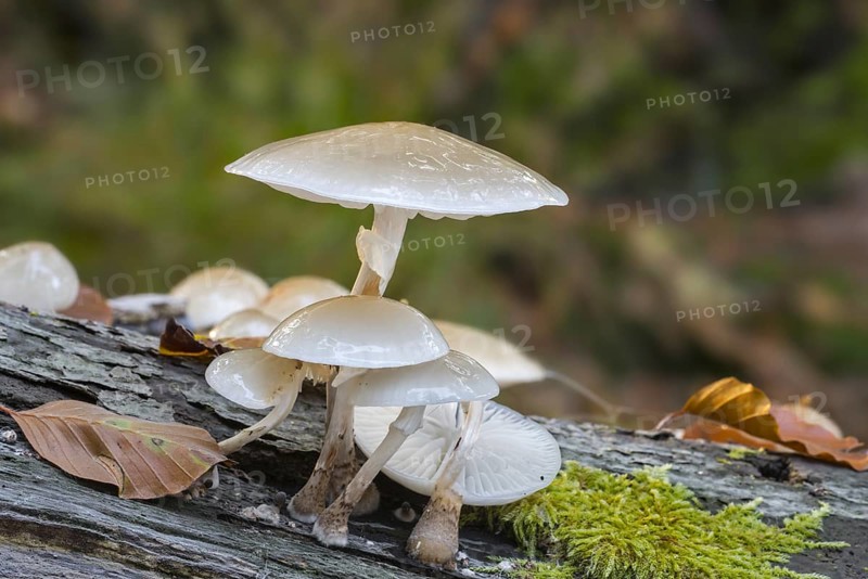 Porcelain fungus