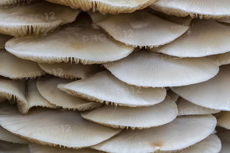 Porcelain fungus