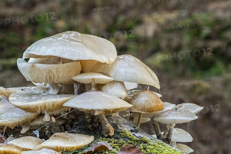Porcelain fungus