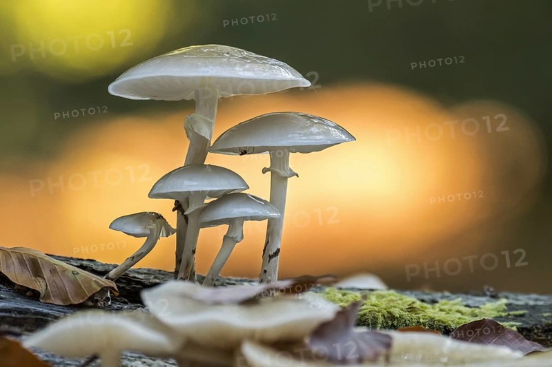 Porcelain fungus