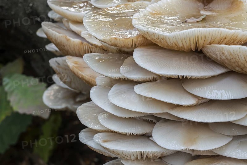 Porcelain fungus