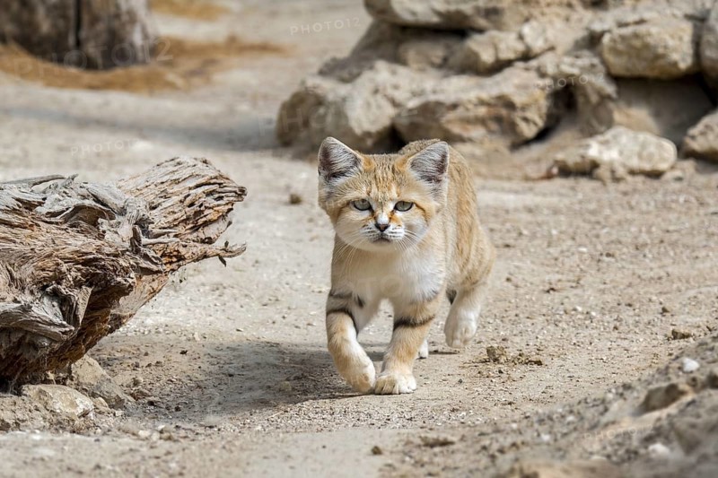Sand cat