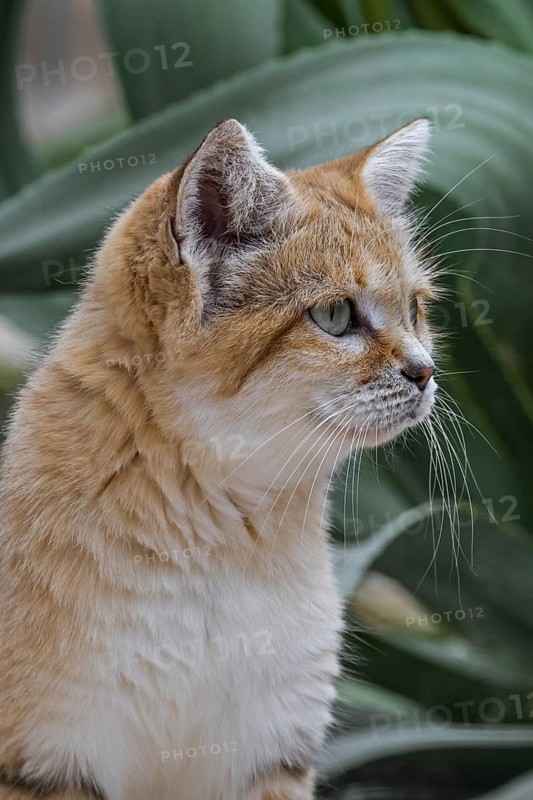 Sand cat