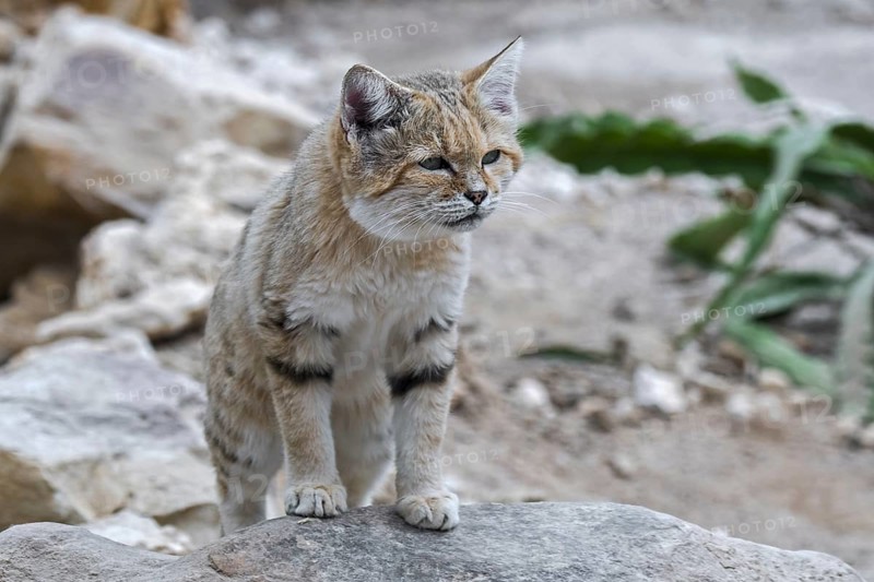 Sand cat