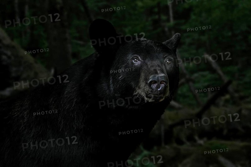 Close-up portrait of American black bear