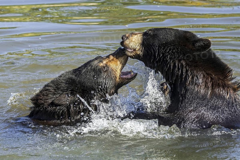 Two American black bears