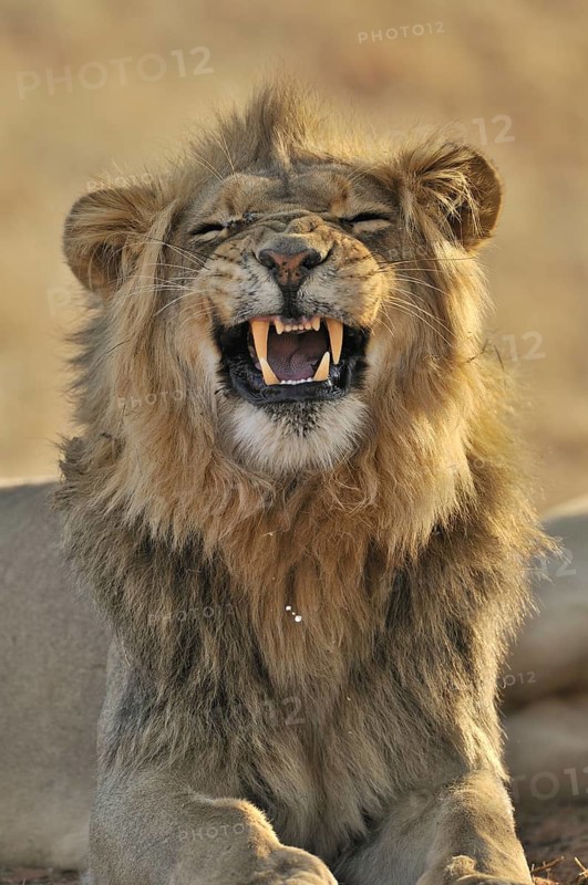 Male African lion