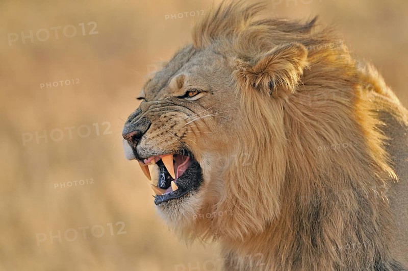 Close-up of male African lion