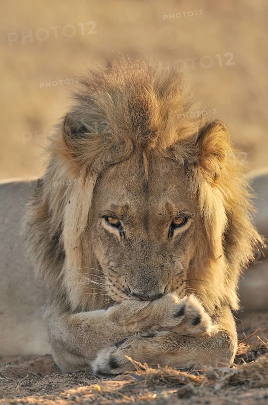 Male African lion
