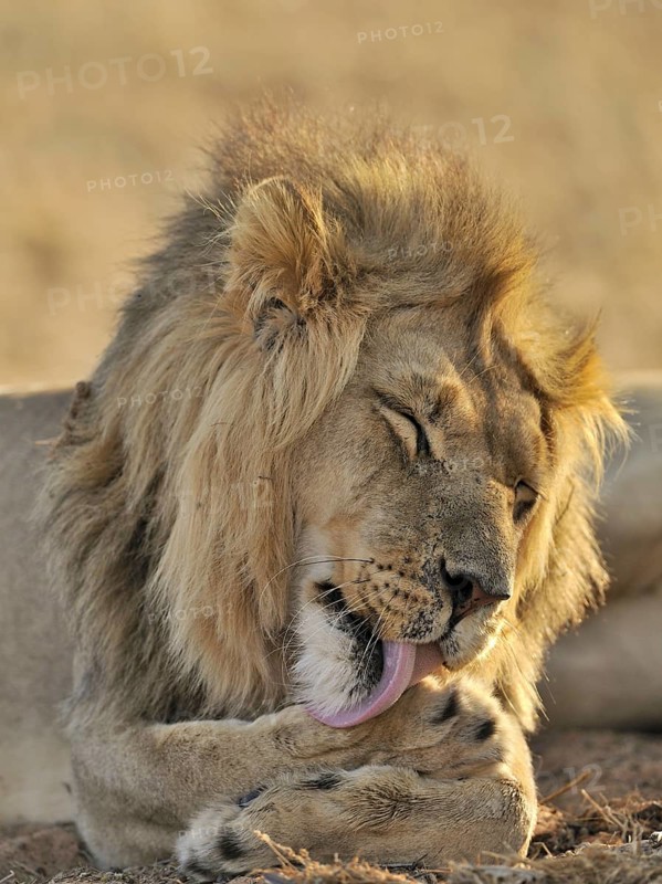 Male African lion