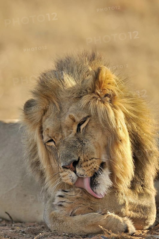 Male African lion