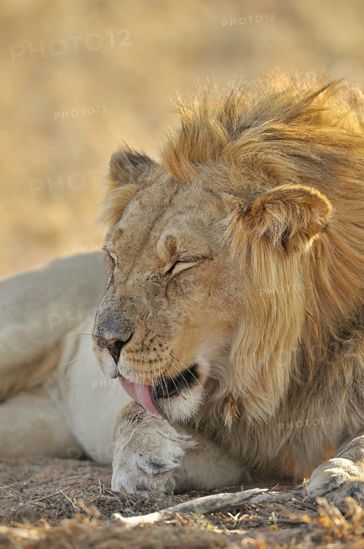 Male African lion
