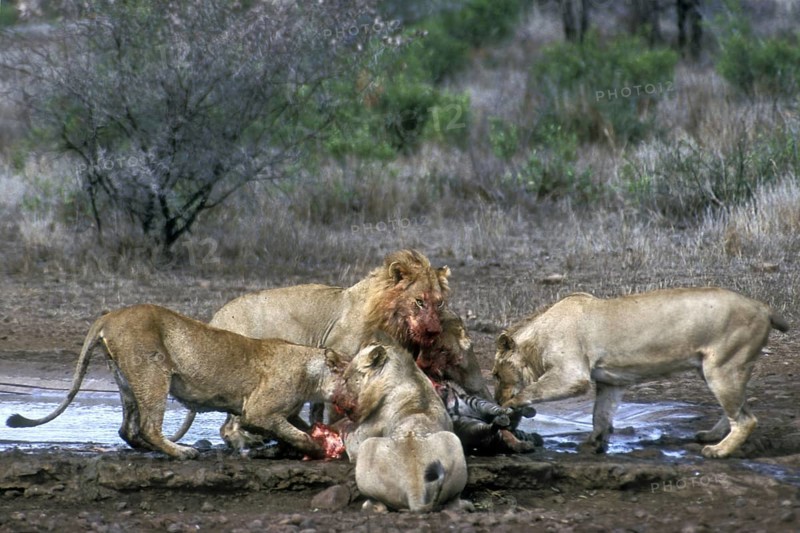 Pride of African lions