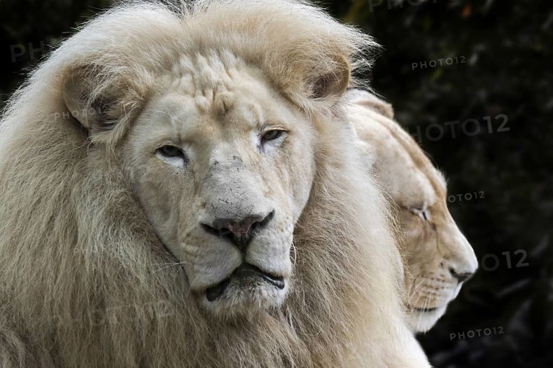 Male and female leucistic white lion