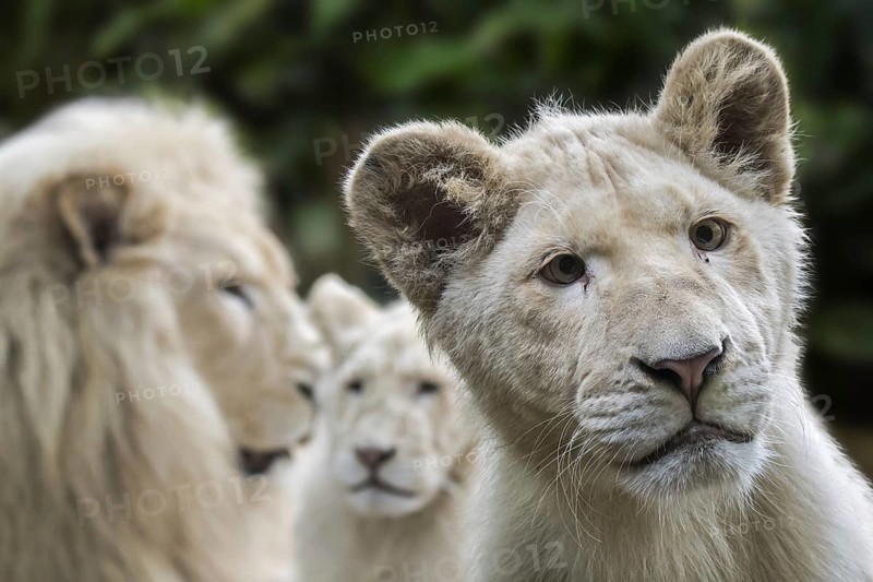 Male and juvenile leucistic white lions