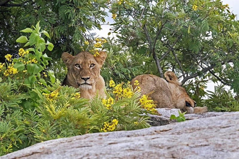 Two African lionesses