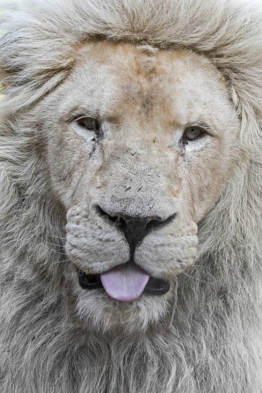 Male leucistic white lion
