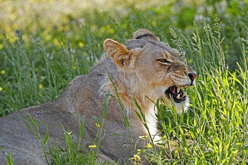 Young male African lion