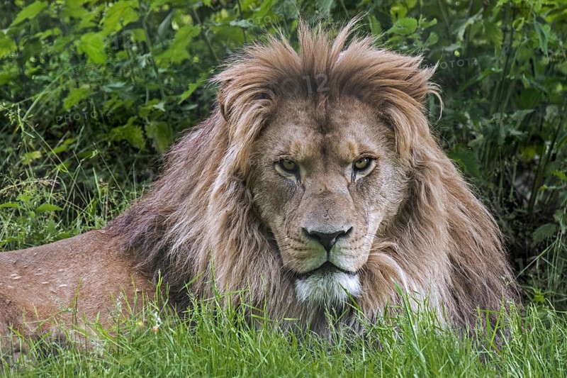 Barbary lion