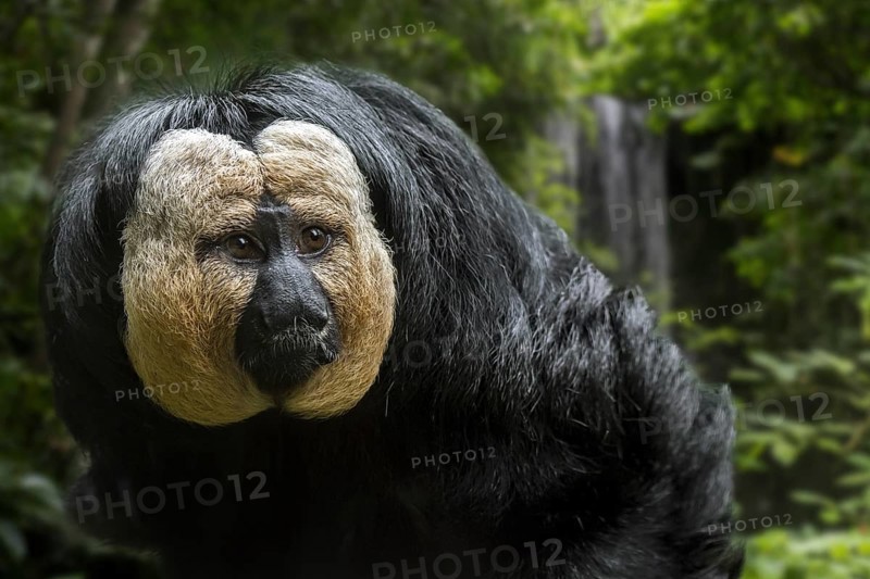 White-faced saki