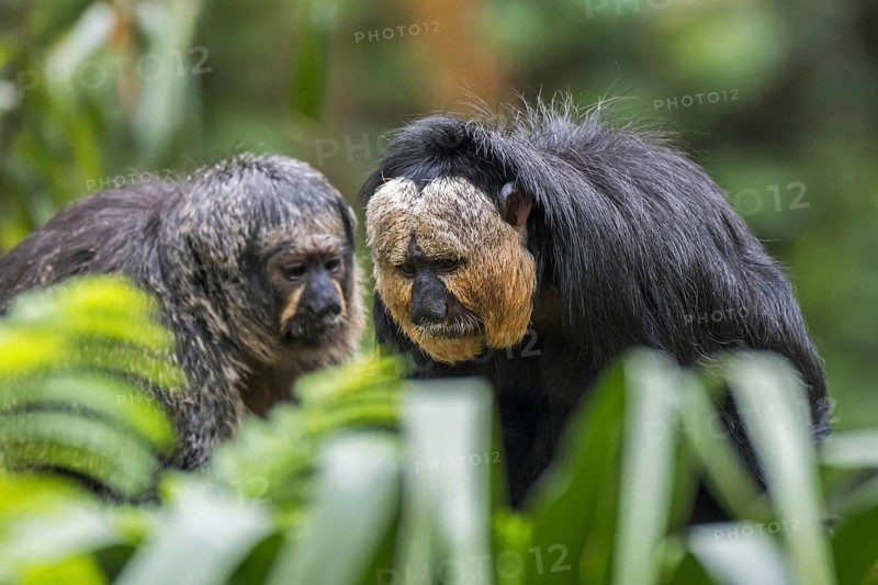 White-faced saki