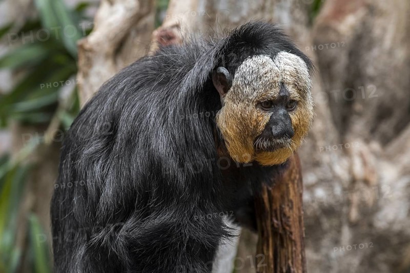 White-faced saki