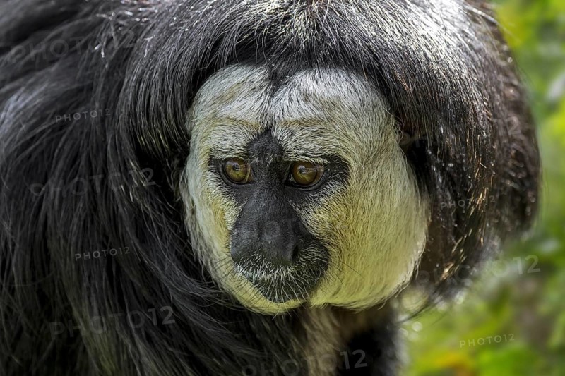 White-faced saki