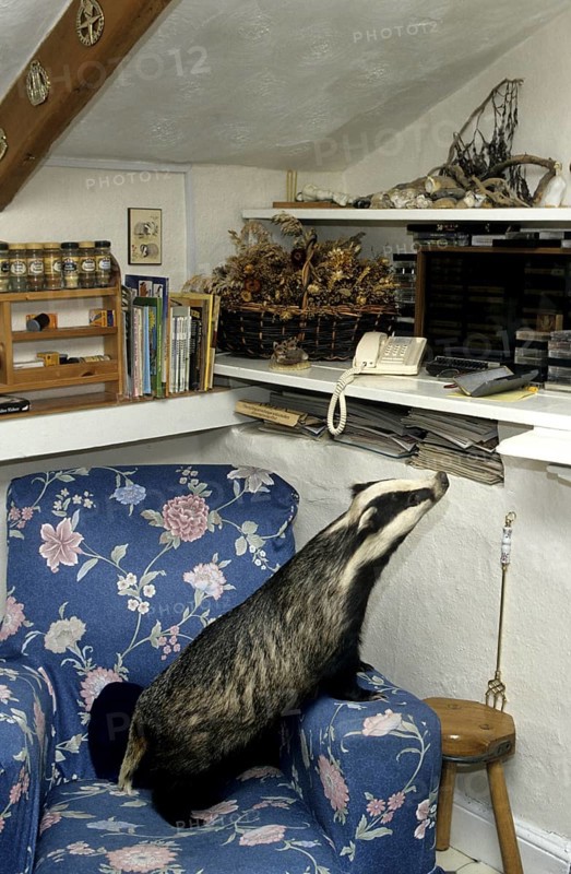 Bold and curious European badger