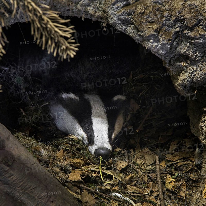European badger