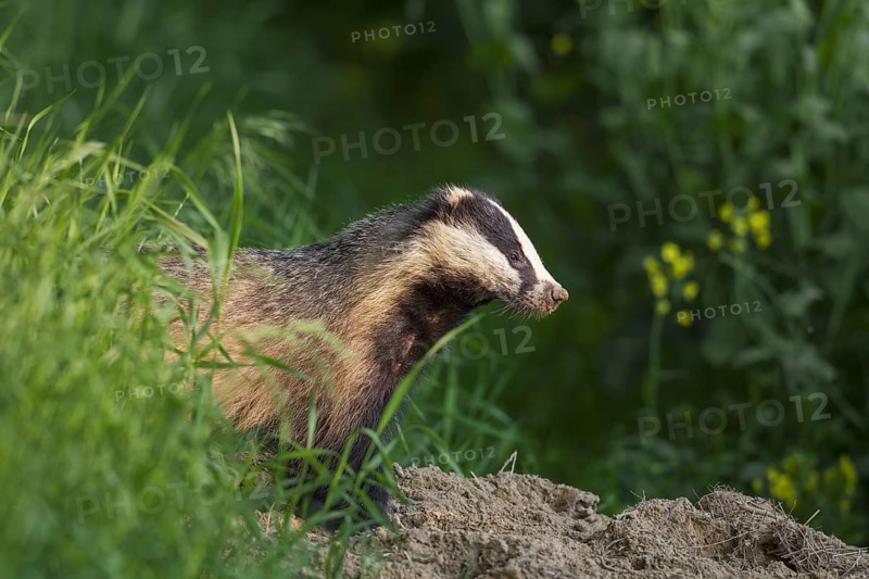 European badger