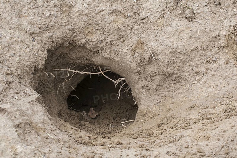 Entrance of European badger