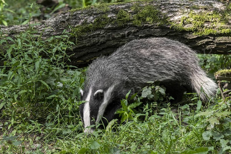 European badger