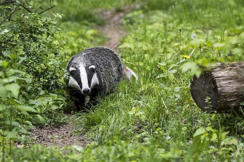 European badger