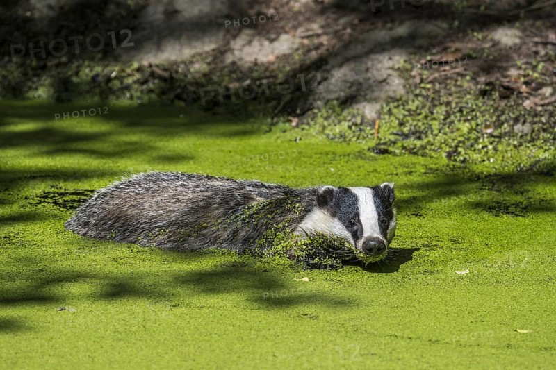 European badger
