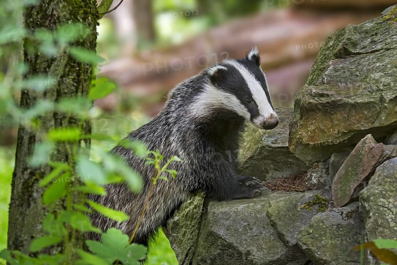 European badger