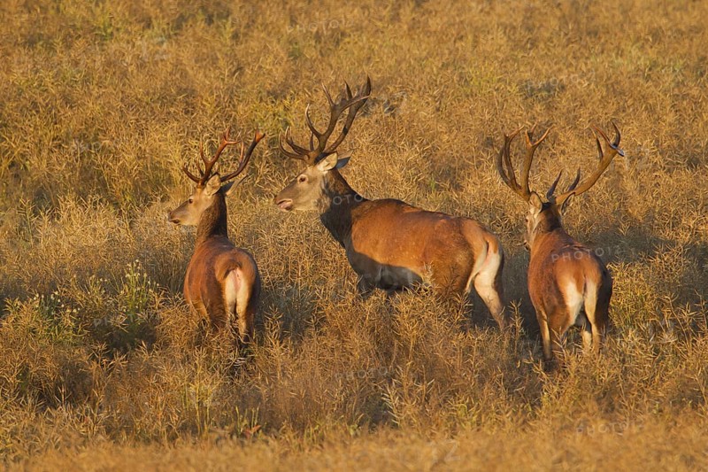 Herd of red deer