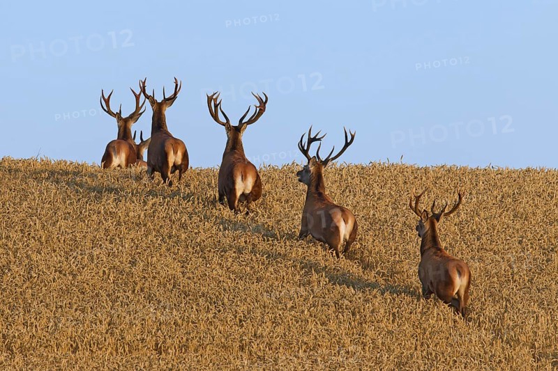 Herd of red deer