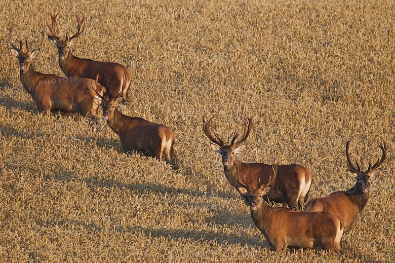 Herd of red deer