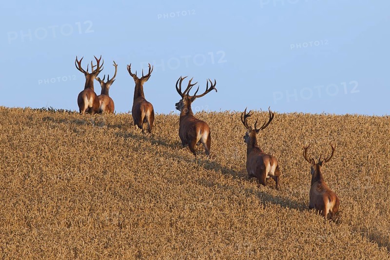 Herd of red deer