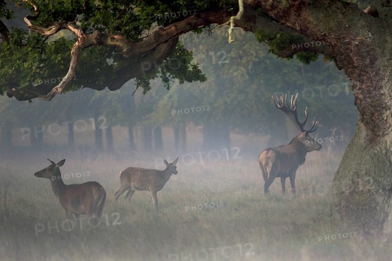 Red deer