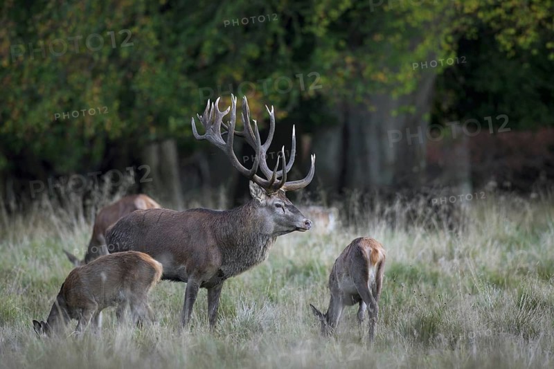 Red deer