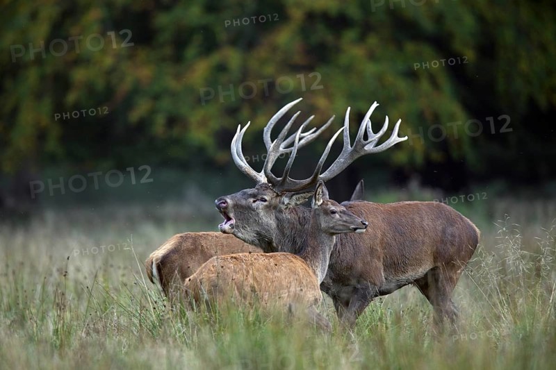 Red deer