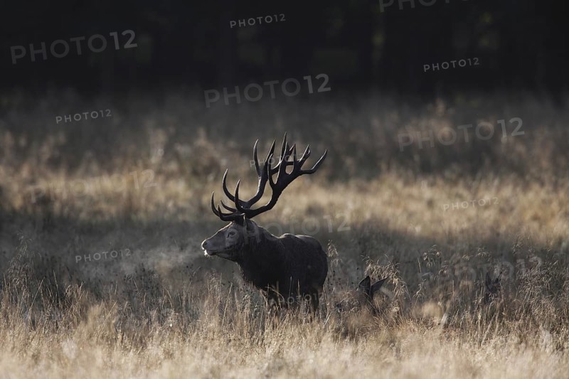 Red deer