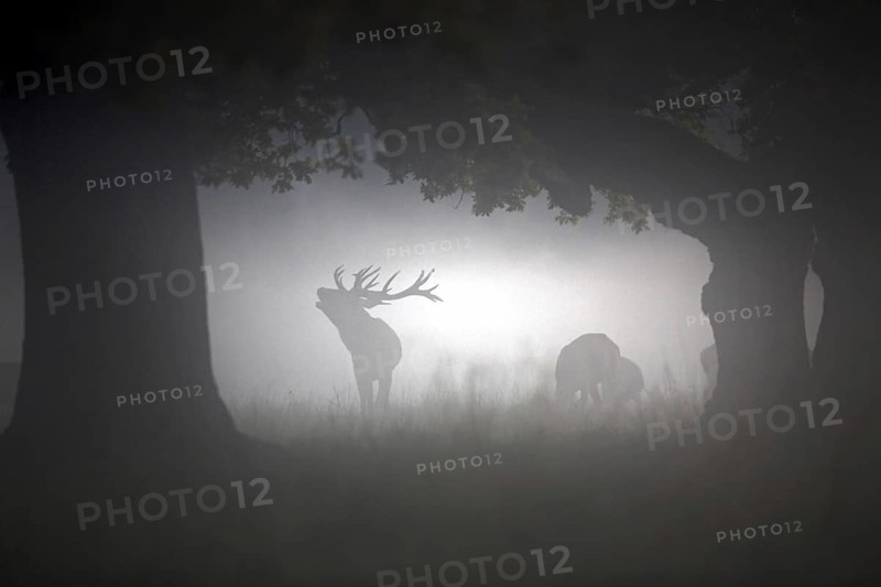 Silhouettes of red deer