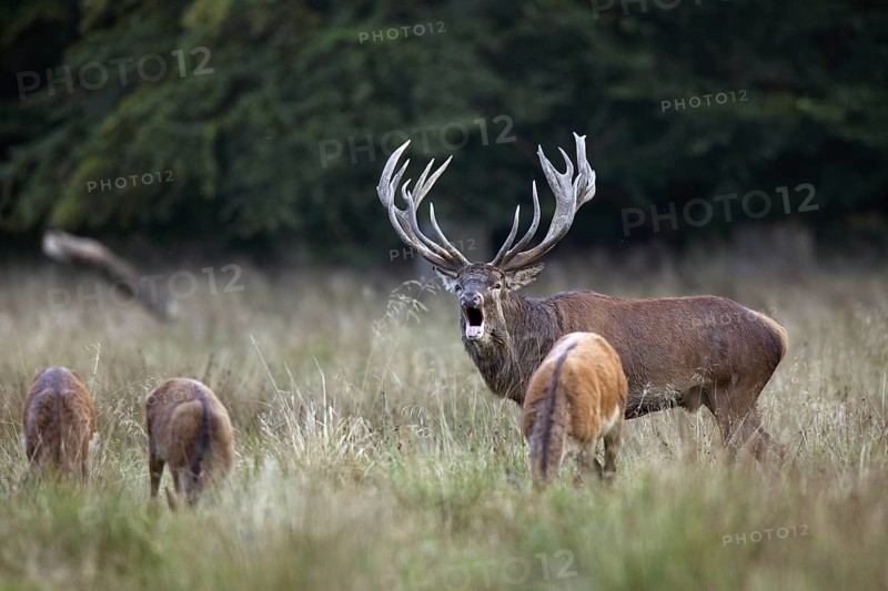 Red deer