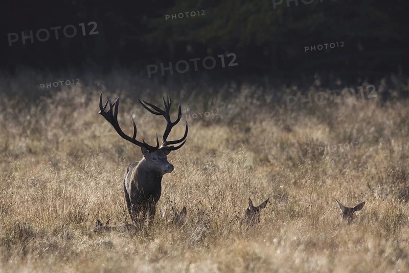 Red deer