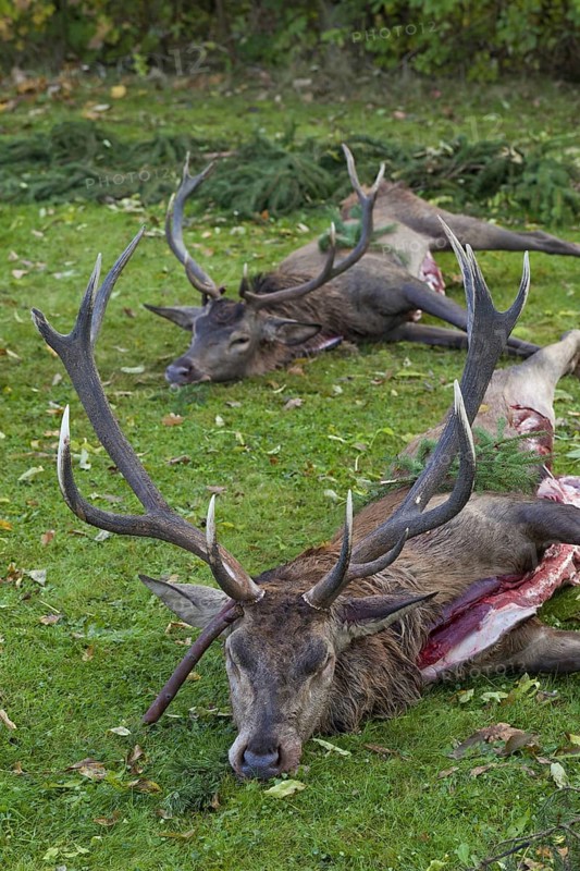 Shot Red Deer