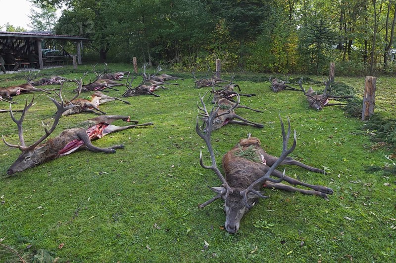 Shot Red Deer