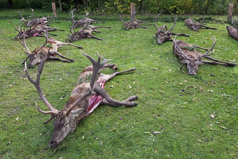 Shot Red Deer