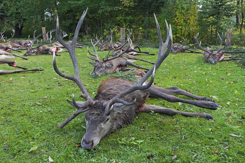 Shot Red Deer